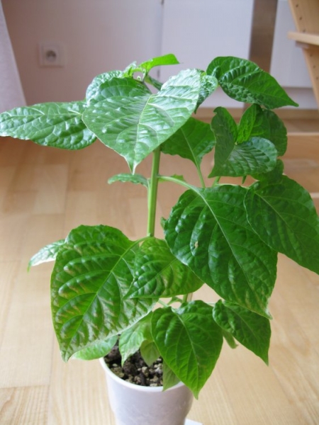 12. týden - Habanero Chocolate (58)