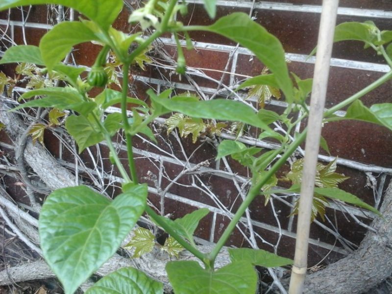 Habanero Mustard