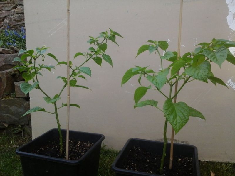 Habanero Mustard
