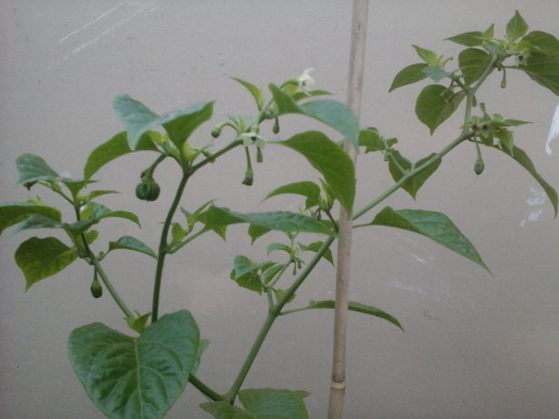 Habanero Mustard