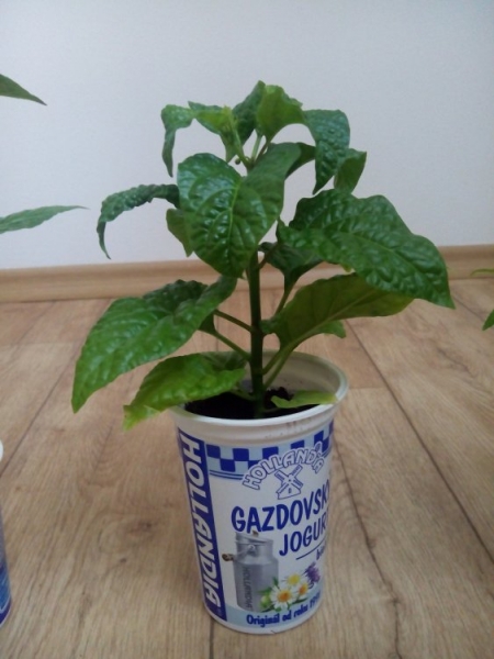 IMG 20150503 074723