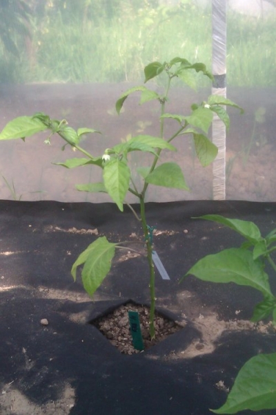 Habanero Red