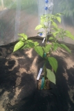 Habanero Chocolate