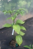 7 Pot Brown