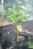 7 Pot Yellow