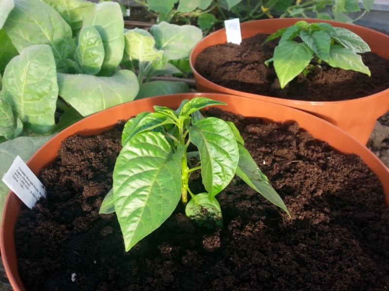 Trinidad Moruga Scorpion Red + Habanero Red
