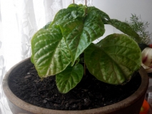 Naga2