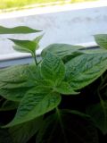 Manzano Rocoto Red