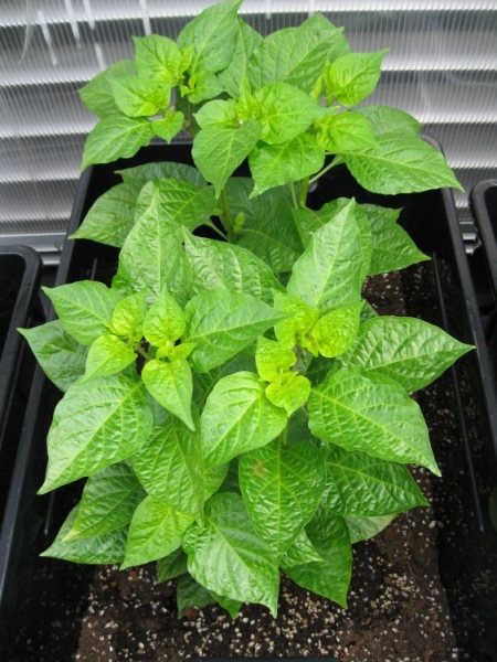 16. týden - Habanero Chocolate (74)