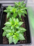 16. týden - Trinidad 7 Pot Jonah (75)