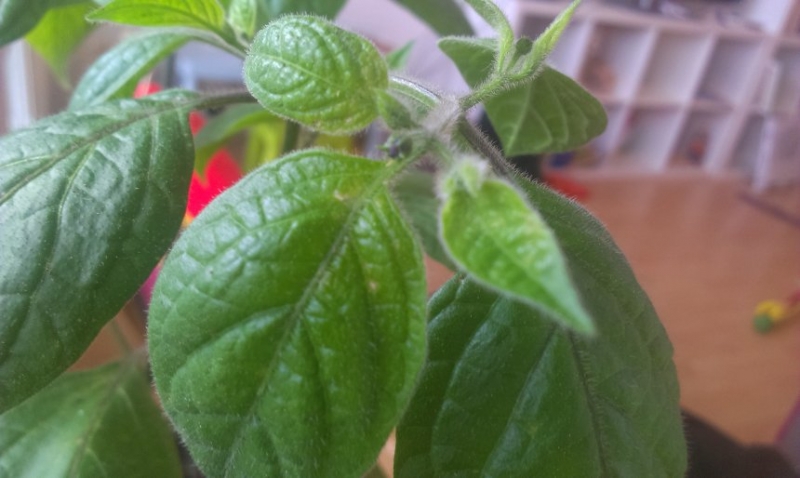 Rocoto yellow kvet podruhe