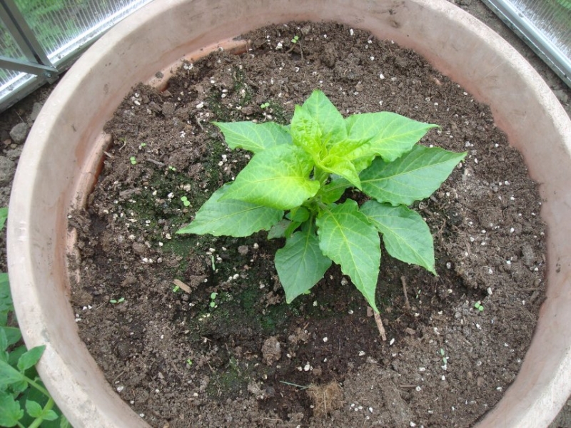 Dorset Naga 7.6.