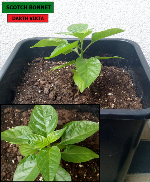 scotch bonnet