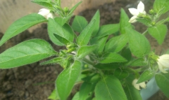 Jalapeno Globus2