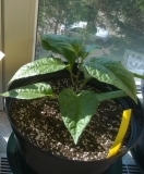 WP 20150429 004 male
