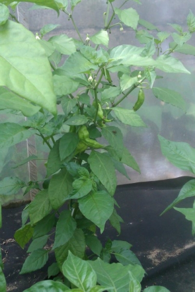 Fatalli Yellow
