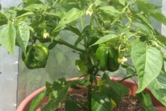 Habanero Orange