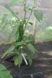 Jalapeno Hercules