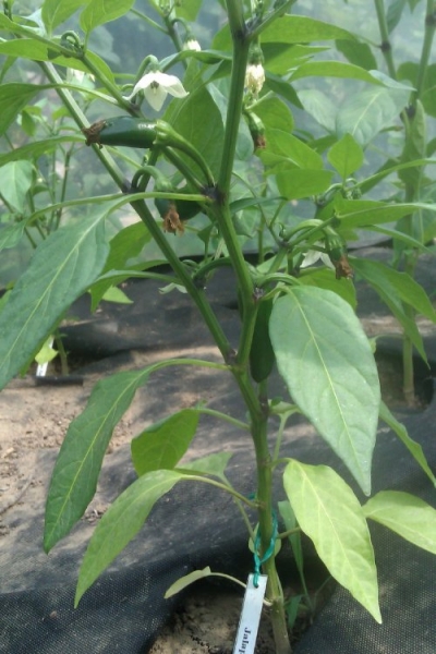 Jalapeno Early