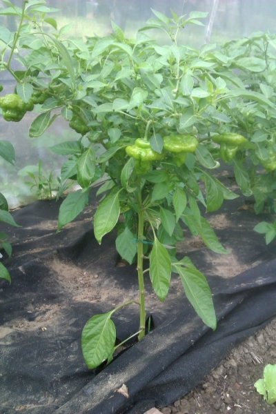 Scotch Bonnet