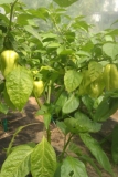 Habanero Yellow