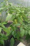 Habanero Yellow