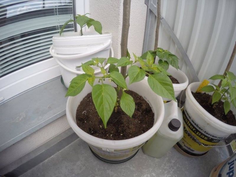 Habanero