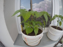 Habanero