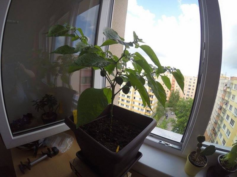 Habanero