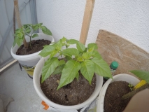 habanero