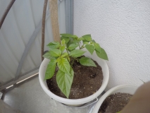 habanero