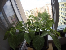 Habanero