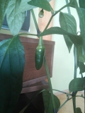 Jalapeno