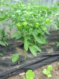 Scotch Bonnet