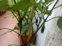 Jalapeno0229062015