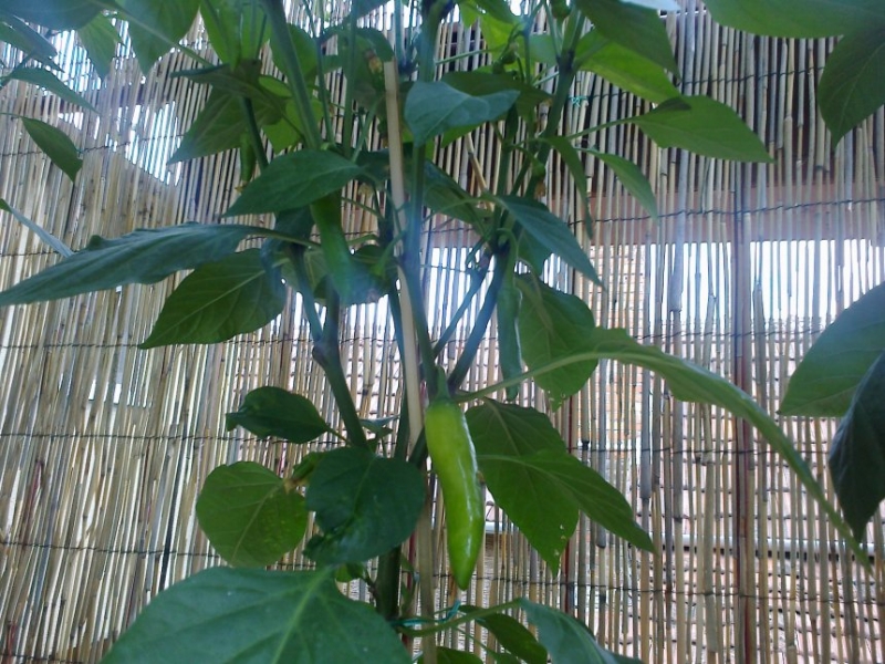 Pepperoncina0129062015