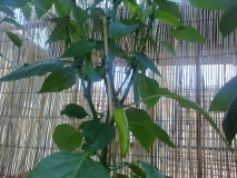 Pepperoncina0129062015