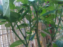 Pepperoncina0329062015