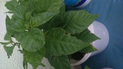 Carolina Reaper - listy_1