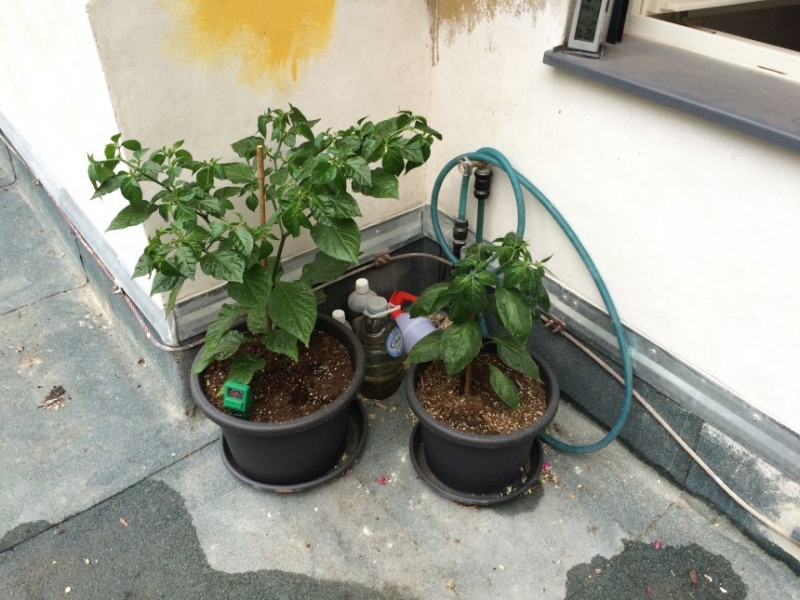 IMG 20150607 191803