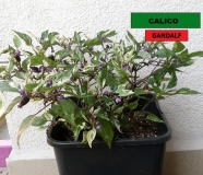 calico