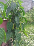 20150706 103724