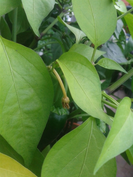 foto 02