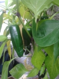 foto 03