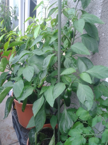 foto 04