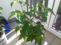 habanero