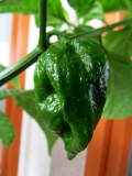 Naga Morich 8.7.2015