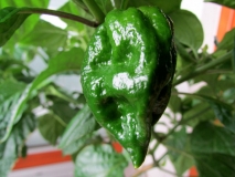 Naga Morich 8.7.2015