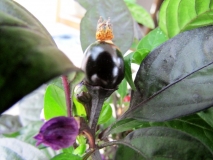 Black Pearl (African Black) berry 8.7.2015