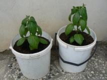 rocoto1